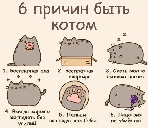 Причины быть котом